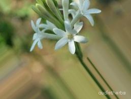 augmented_Polianthes tuberosa flower5_0_1827.jpeg